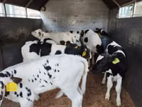 گاو و گوساله (گروه، جنسیت مشخص نشده), Russian Black pied cattle — عکس 5