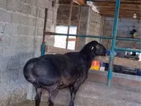 Ram, Sheep — photo 2