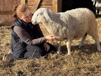 Owce (partia, płeć nieokreślona), Assaf sheep — zdjęcie 2