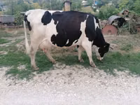 Cow, Cattle — photo 2