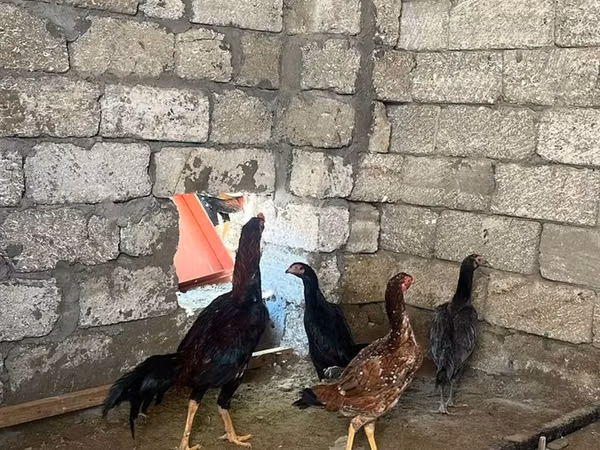 Chickens — جمهوری آذربایجان