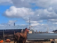 Horse (M), Kazakh horse — photo 2