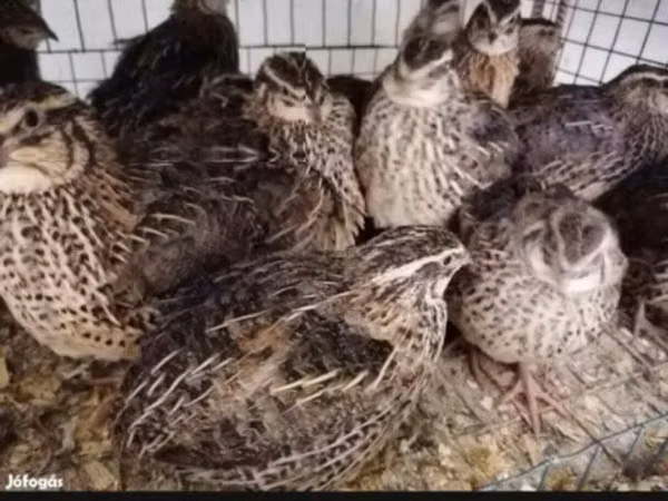 Quails — Ungarn