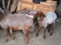Moutons (lot, sexe non indiqué), Moutons — photo 2