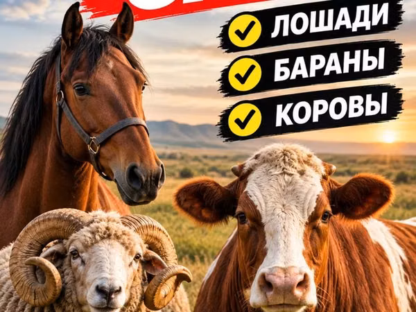 Cow, Simmental cattle — Kazakhstan