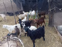Țap, Pomellata goat — foto 2