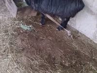 Ram, Sheep — photo 2