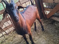 Billy Goat, Nubian Goat — photo 1