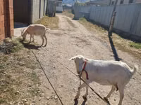 Goat, Goats — photo 2
