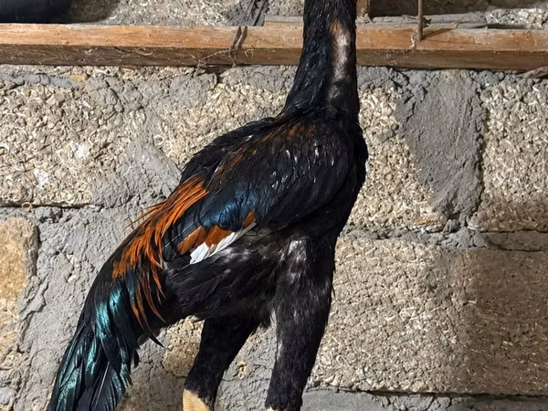 Guinea fowl — Azerbaidjan