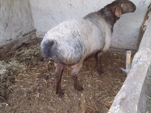 Ram, Sheep — Uzbekistan