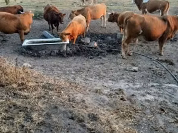 Cow, Simmental cattle — Hungary