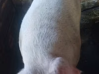 Boar — photo 1