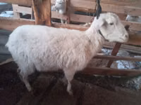 Goat, Goats — photo 1