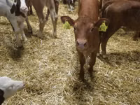 Bydło (partia, płeć nieokreślona), Simmental cattle — zdjęcie 3