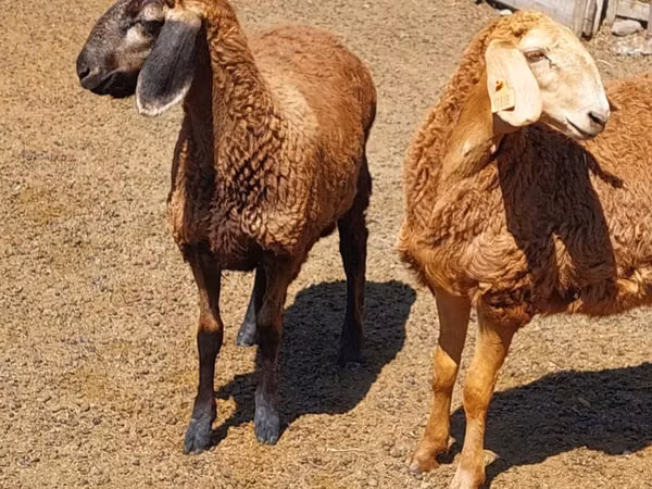 Får, Arashan sheep