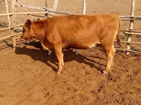 Vaca, Latvian Blue cattle