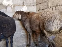 የጎትት አውራ በግ, Sheep — ፎቶ 1
