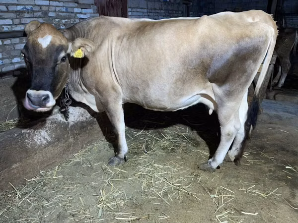 Koe, Simmental cattle