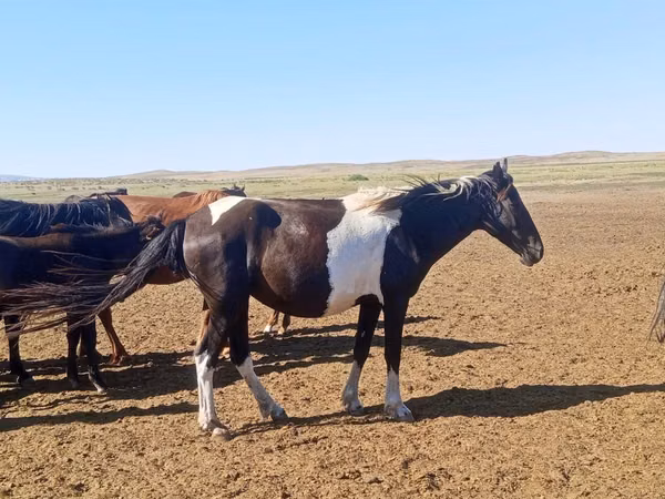 Mare, Pinto horses — Kazakhstan
