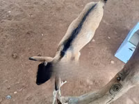 ፍየሎች (ቡድን፣ ጾታ አልተጠቀሰም), Goats — ፎቶ 4