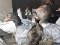 Ducks — عکس 3