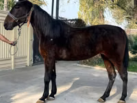 Бие, French Trotter — 5-сурет