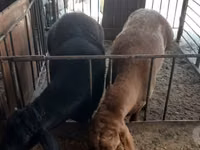 Ram, Rhon sheep — photo 7
