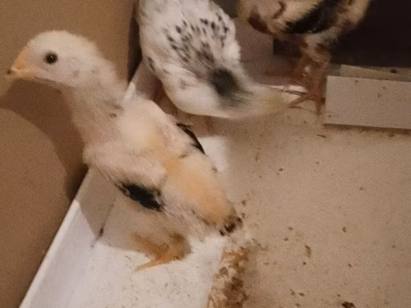 Chickens — Asarbajan