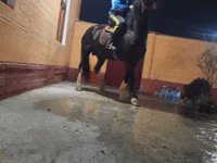 Ngựa đực, Russian warmblood — ảnh 5