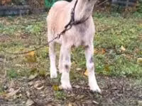 Kambing jantan, Goats — foto 4