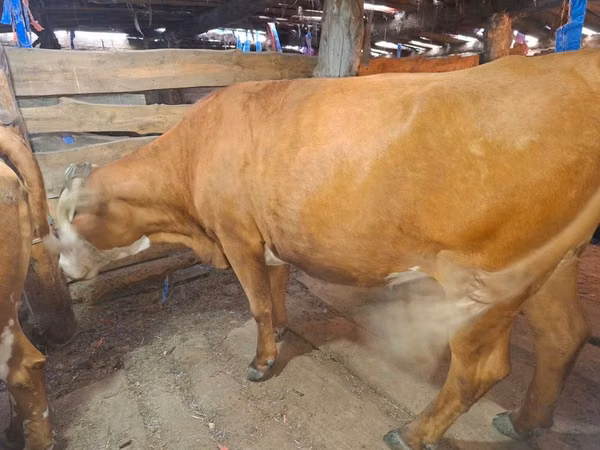 Cow, Swiss cattle