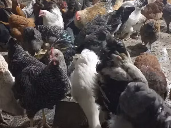 Chickens — Armenia