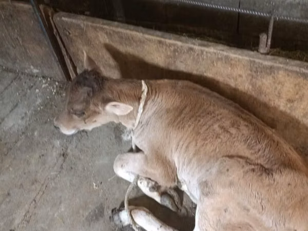 Cow, Alatau breed — Kazakhstan