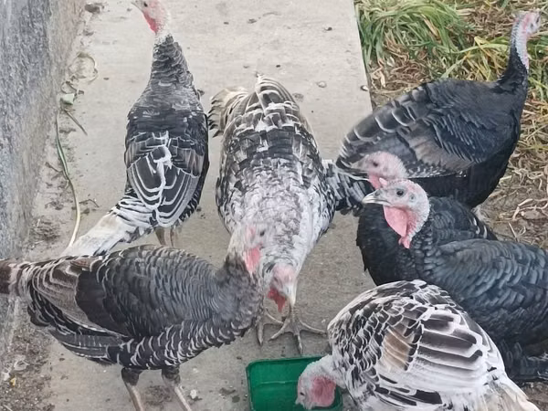 Turkeys — Kyrgyzstan