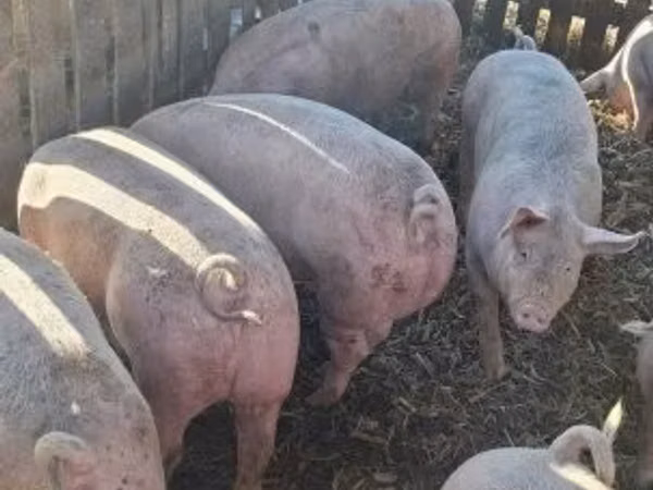 Boar,  — Hungary