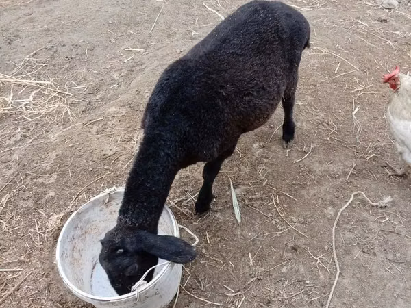 Sheep (batch, sex not specified), Sheep
