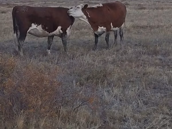 Cow, Kazakh White-headed cow