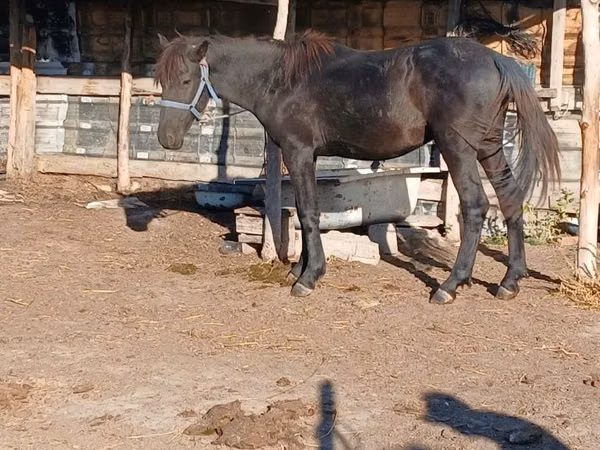 公马, Horses — 哈萨克斯坦