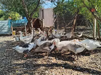 Geese — รูปภาพ 3