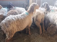 Biri-biri betina, Arashan sheep — foto 2