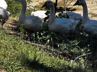 Geese — акс 4