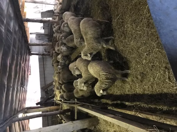 Ram, Sheep — Russia
