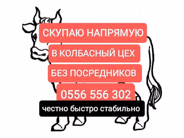 Модиён, Аспҳо — Қирғизистон