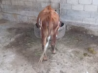 Bull, Swiss cattle — photo 2