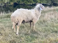 የጎትት አውራ በግ, Karakul sheep — ፎቶ 3