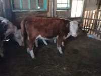 Bovins (lot, sexe non indiqué), Vache kazakhe à tête blanche — photo 2
