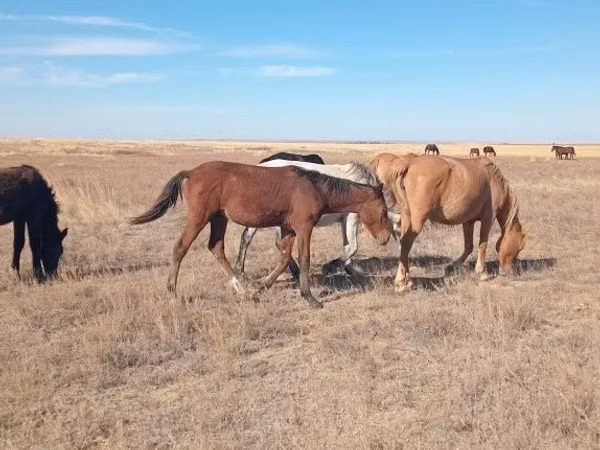 Horse (M), Horses — Kazakhstan