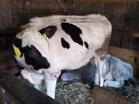 Koe, Russian Black pied cattle — foto 3