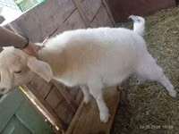 Capra, Saanen goat — foto 2